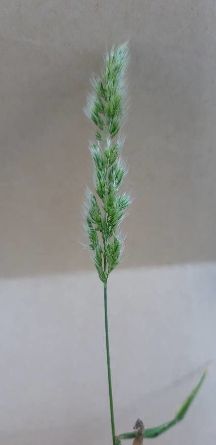 Trisetaria panicea fruit