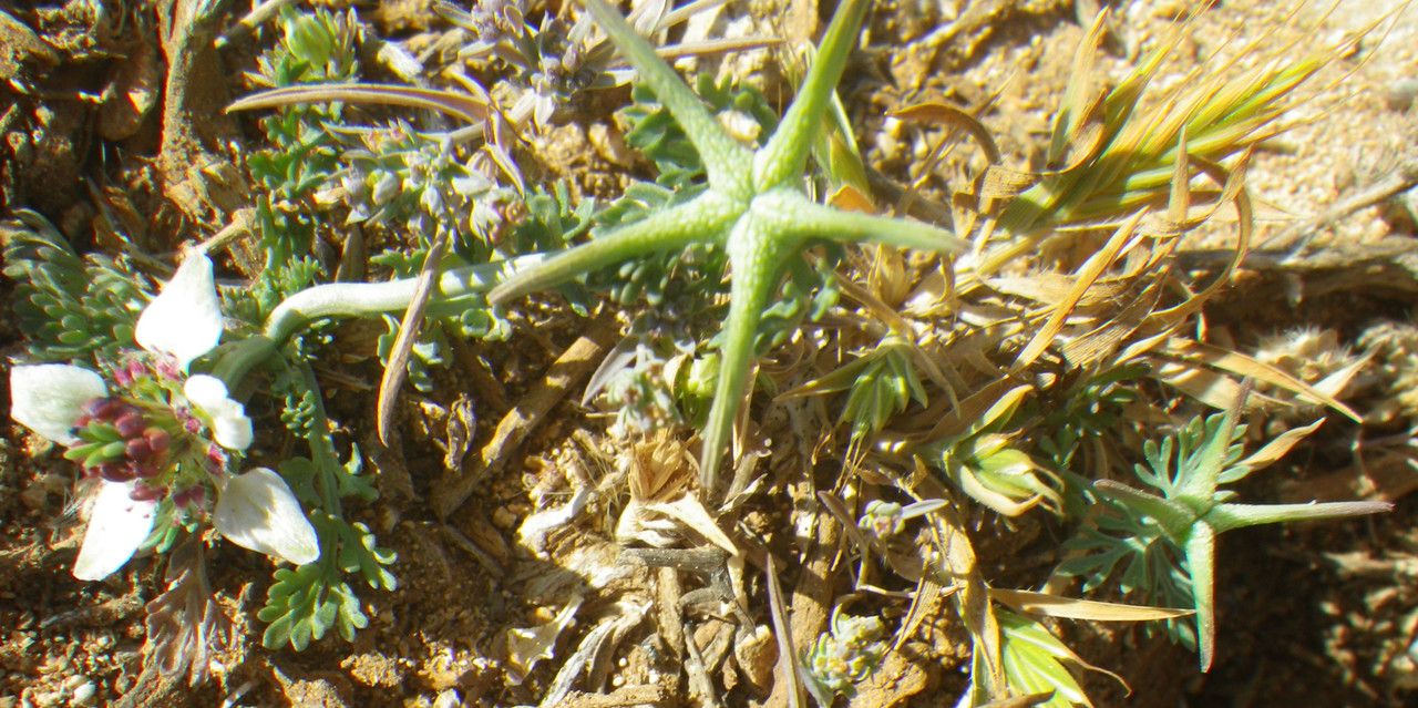 Nigella fumariifolia fruit