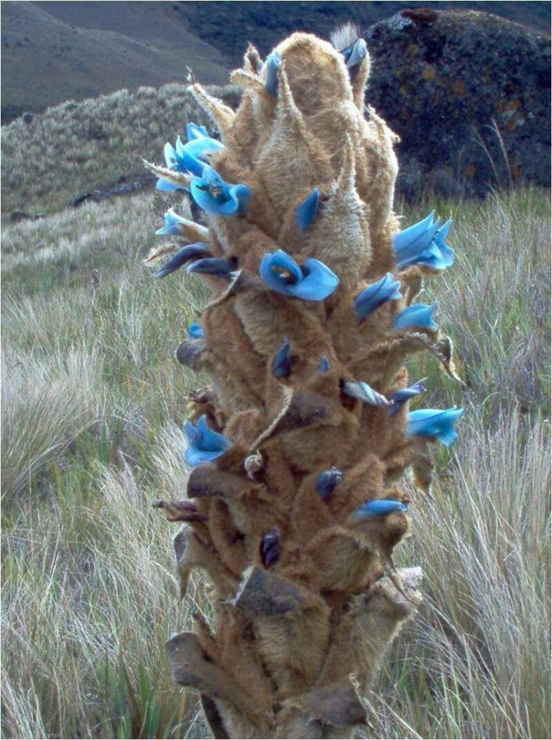Puya herzogii — search result for 'Puya'
