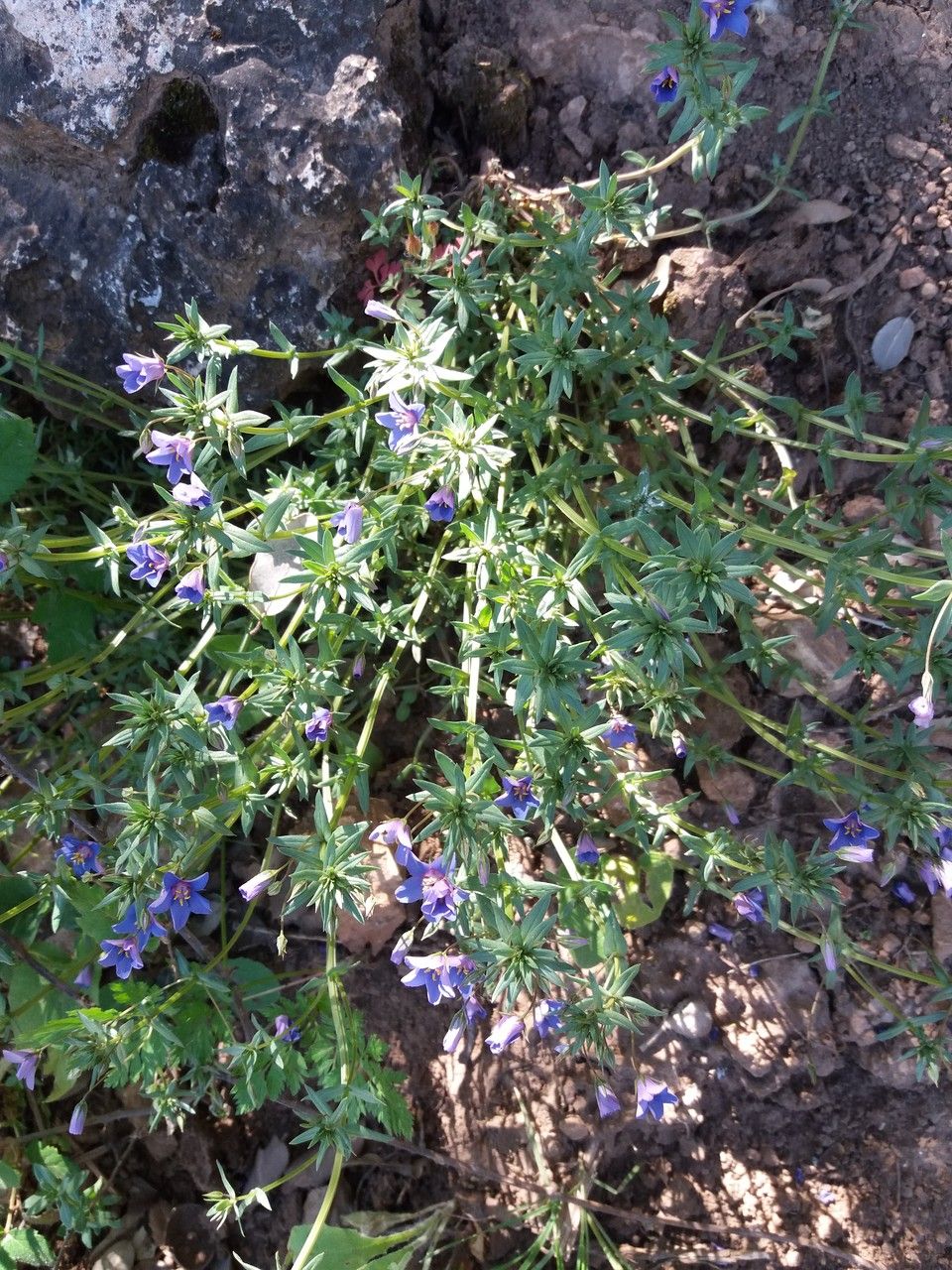 Glandora rosmarinifolia flower
