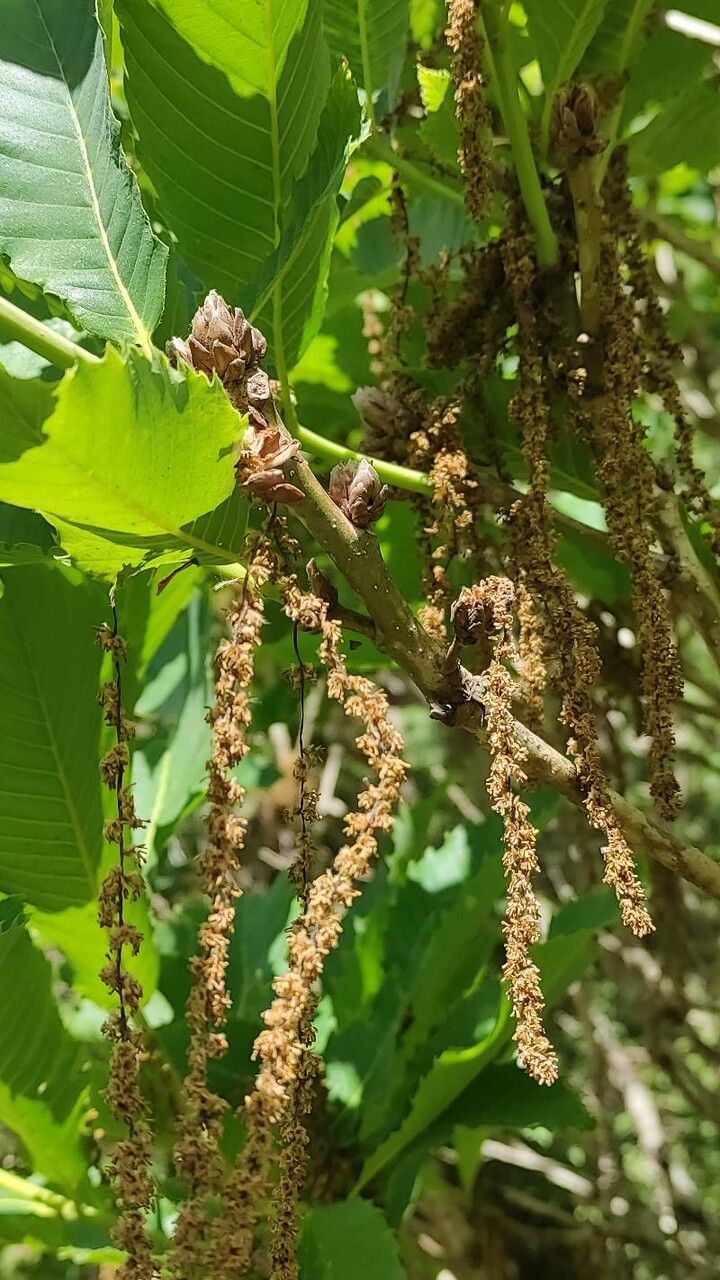 Quercus pontica flower