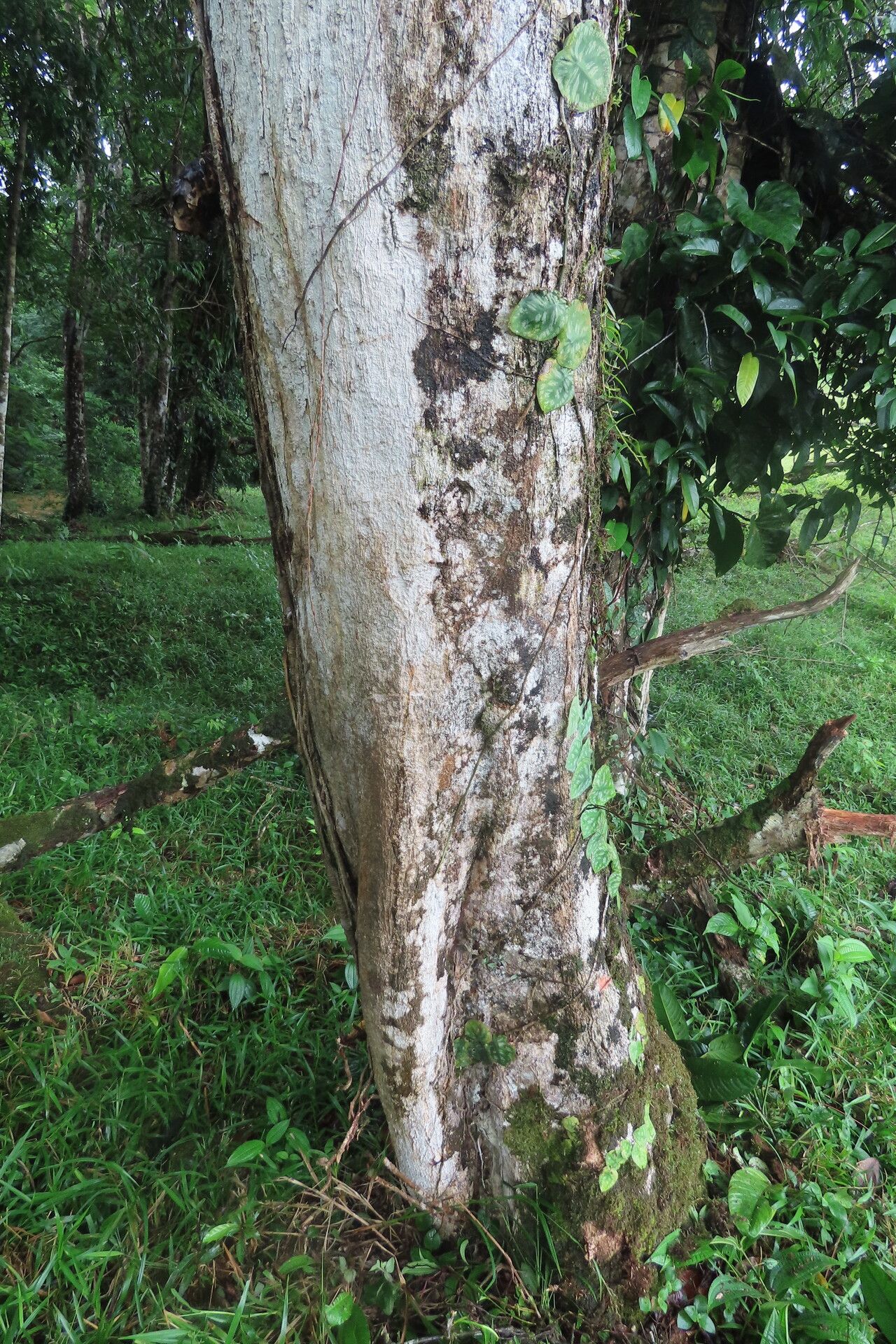 Hirtella triandra habit