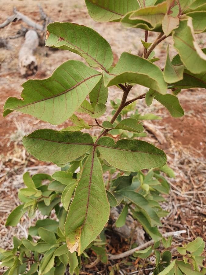 Searsia pyroides leaf