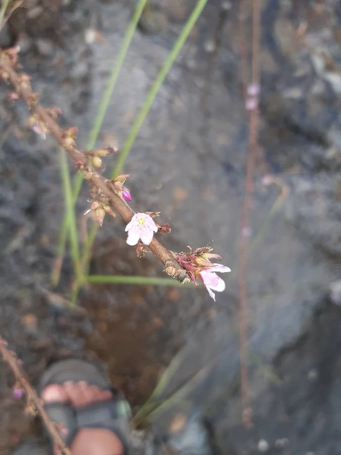 Rotula aquatica flower