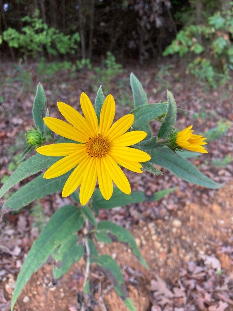 Helianthus hirsutus flower