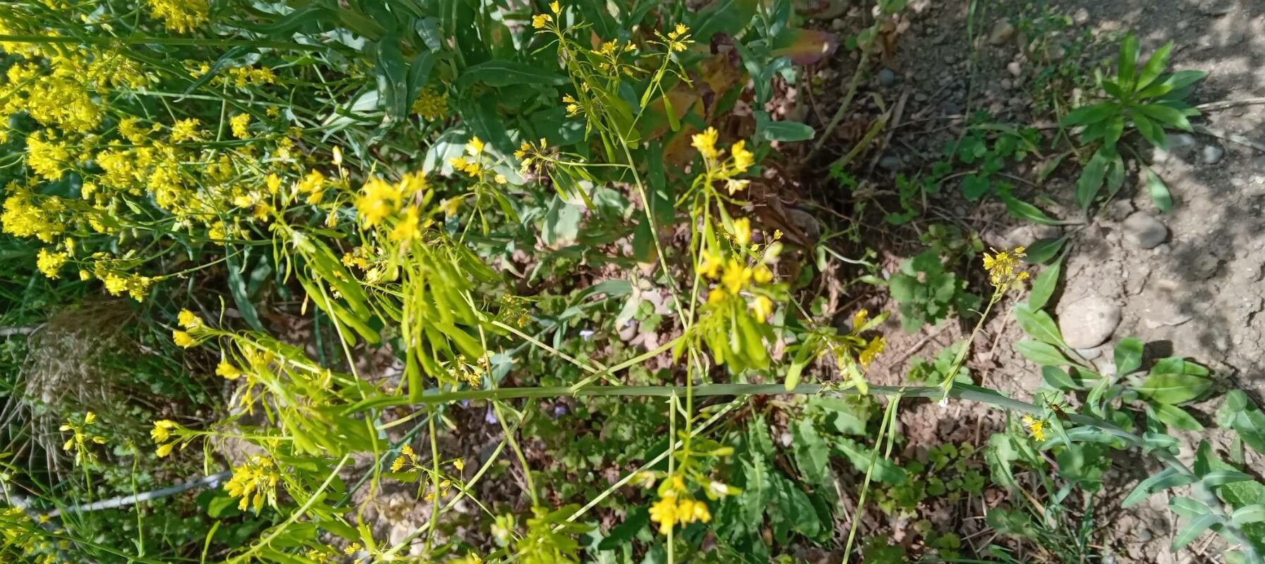 Isatis tinctoria fruit