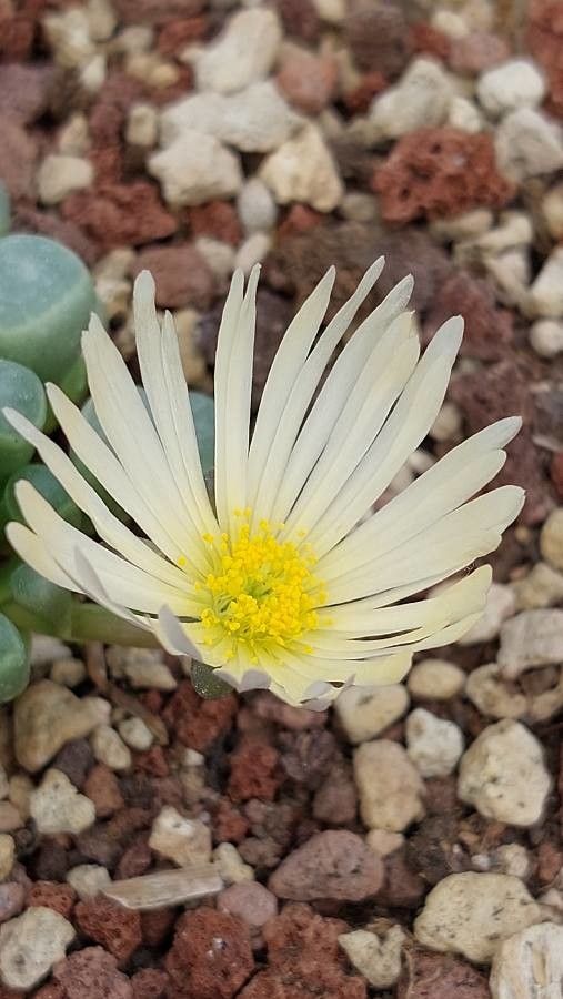 Fenestraria rhopalophylla flower