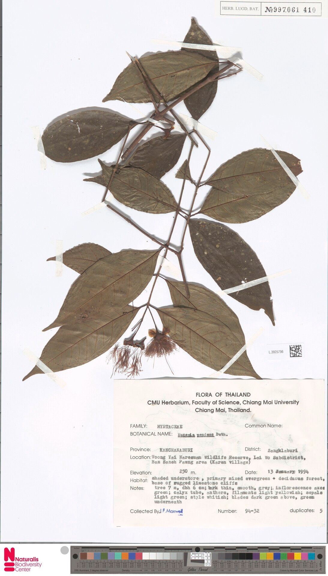 Syzygium pendens — houseplant care guide