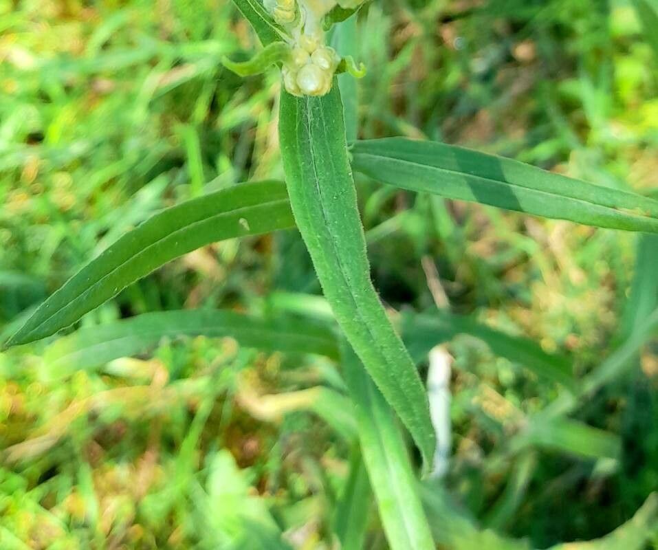 Pseudognaphalium gaudichaudianum — search result for 'Pseudognaphalium'