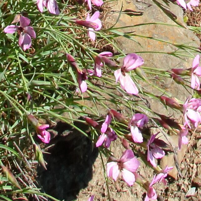Dianthus subacaulis habit