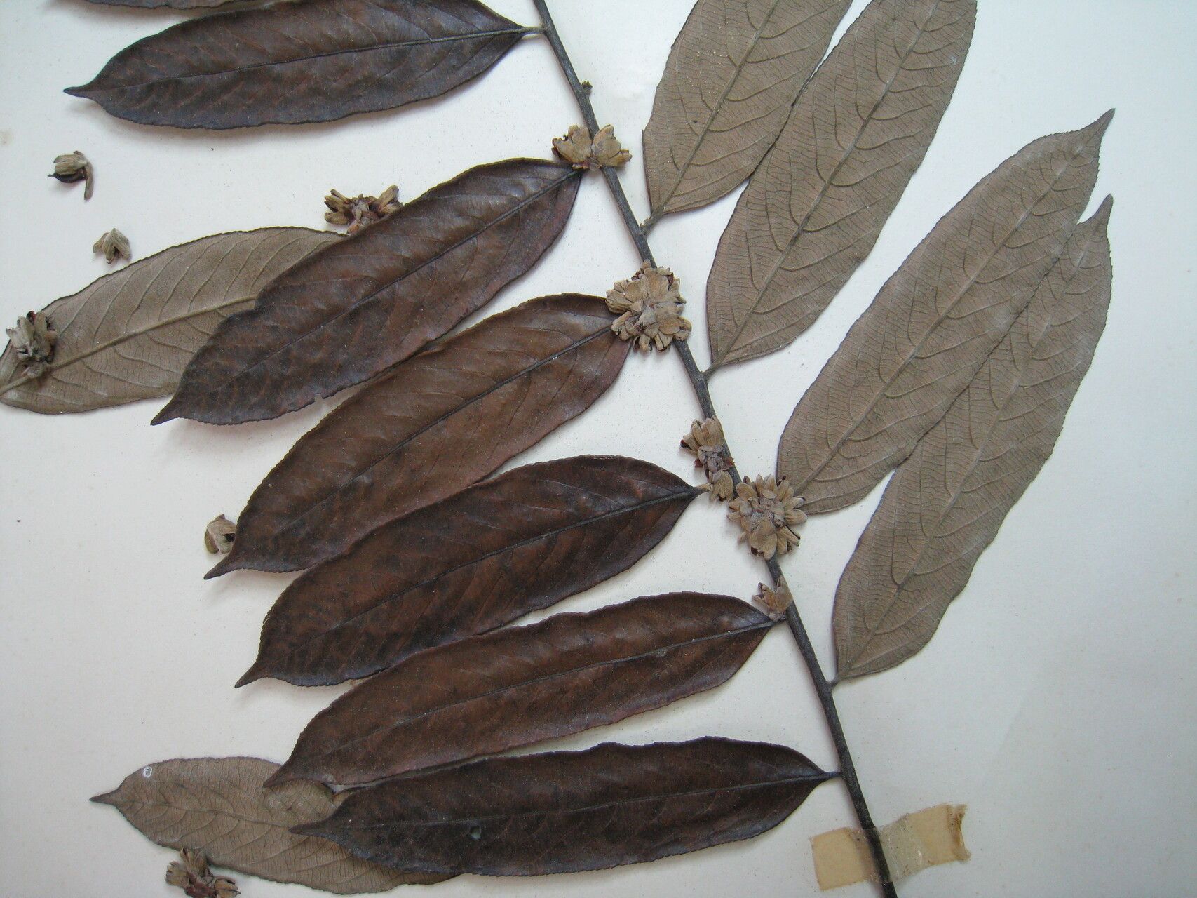 Casearia grandiflora — houseplant care guide