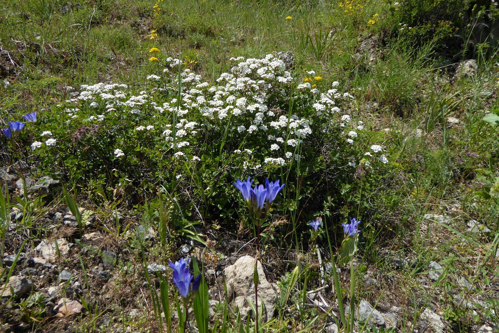 Spiraea pilosa habit