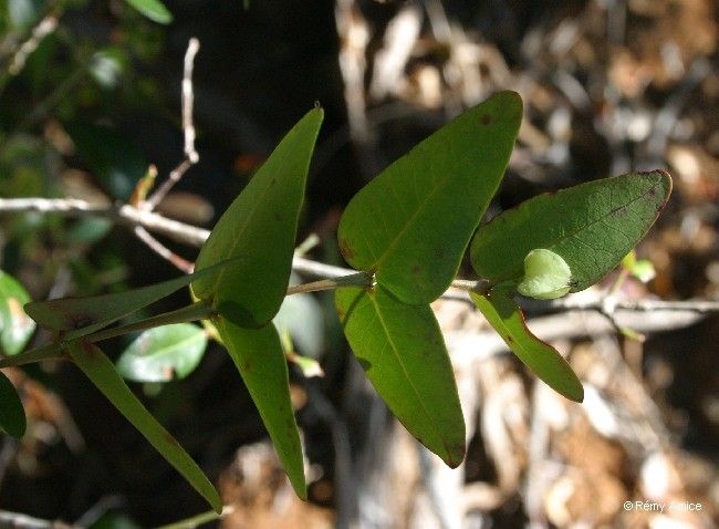 Phyllanthus pindaiensis — houseplant care guide