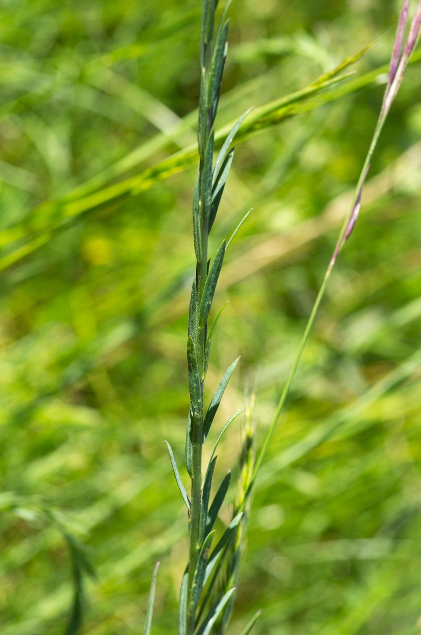 Linum leonii — search result for 'Linum'