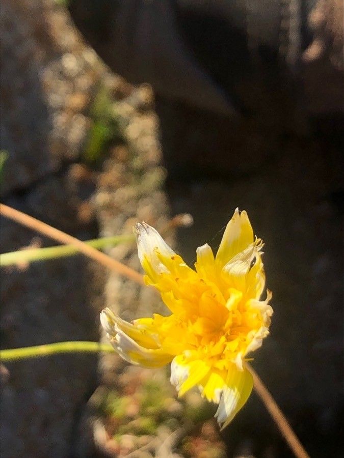 Scorzoneroides carpetana flower