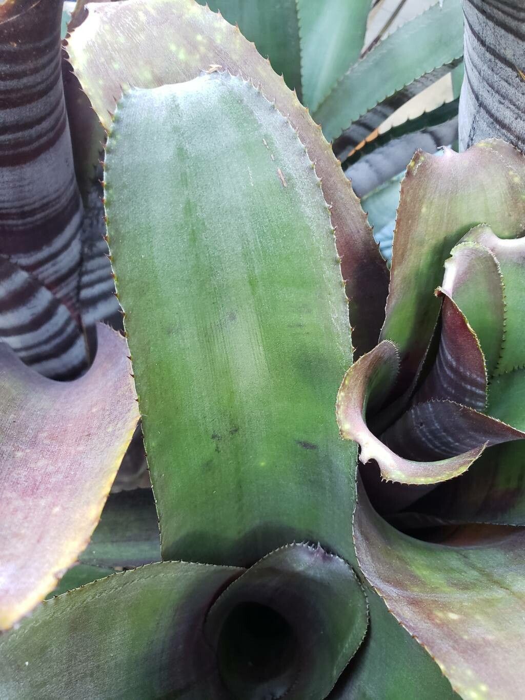 Billbergia euphemiae — search result for 'Billbergia'