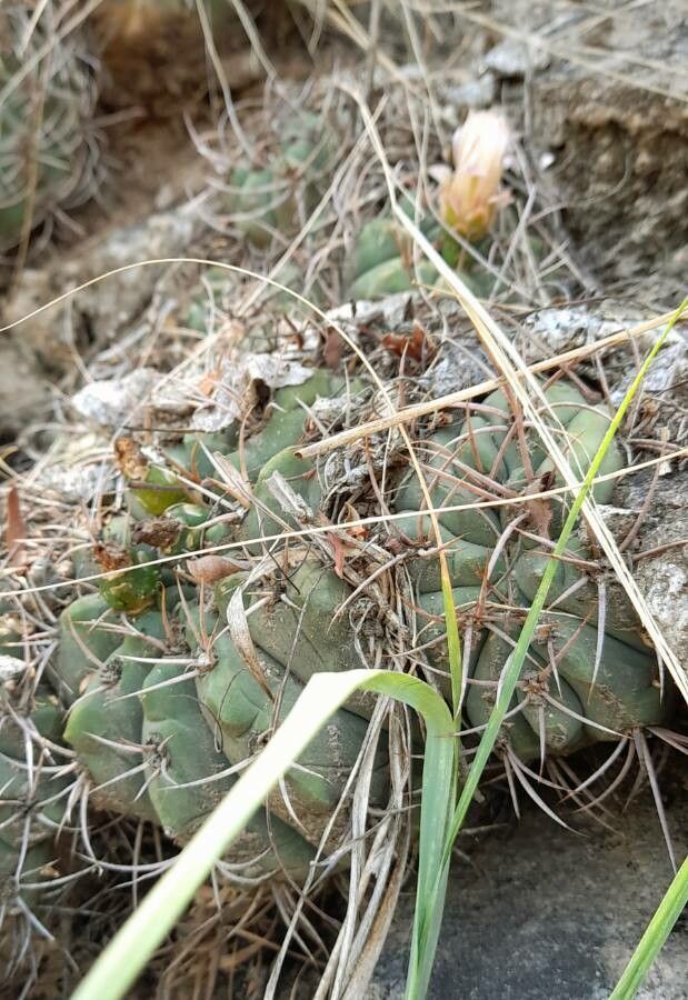 Gymnocalycium hybopleurum habit