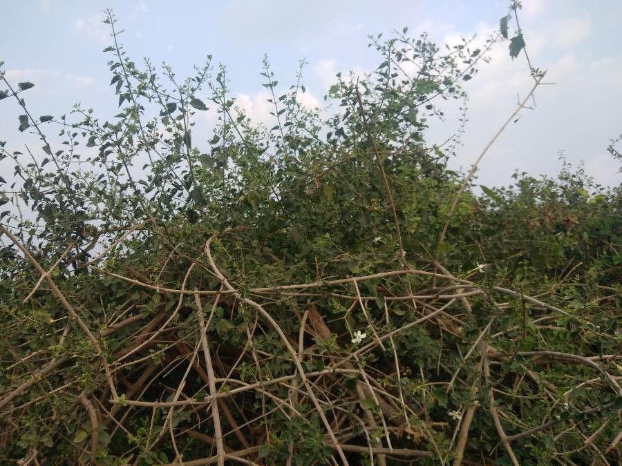Clerodendrum phlomidis habit