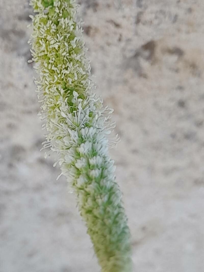Reseda aucheri flower