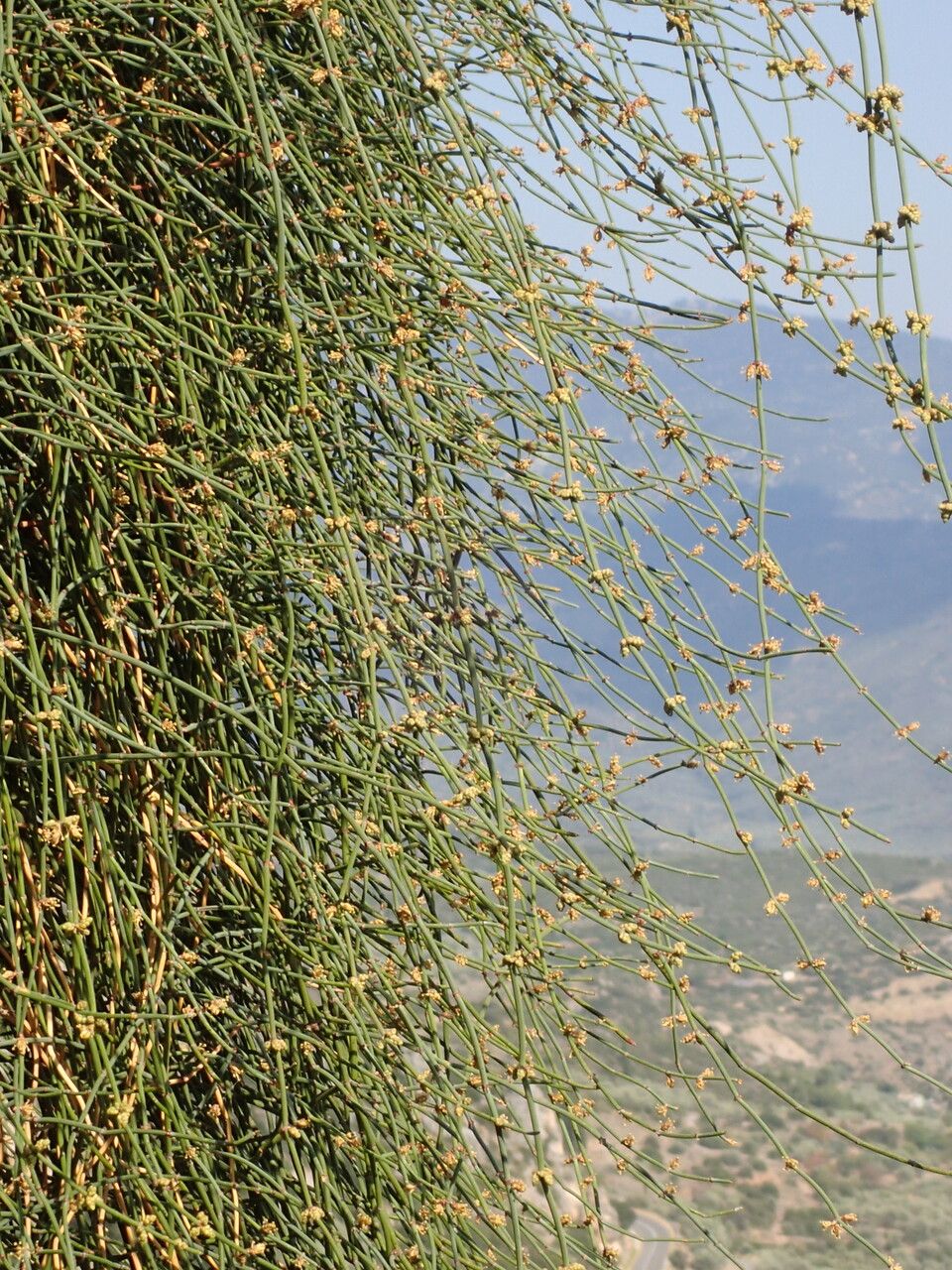 Ephedra fragilis flower