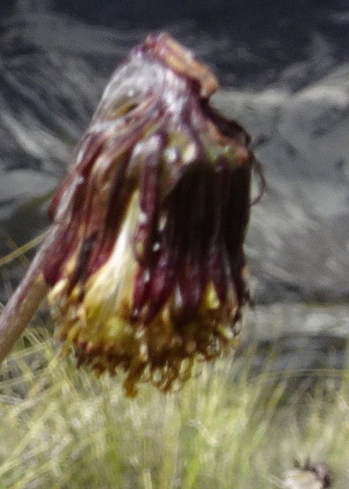 Senecio candollii flower