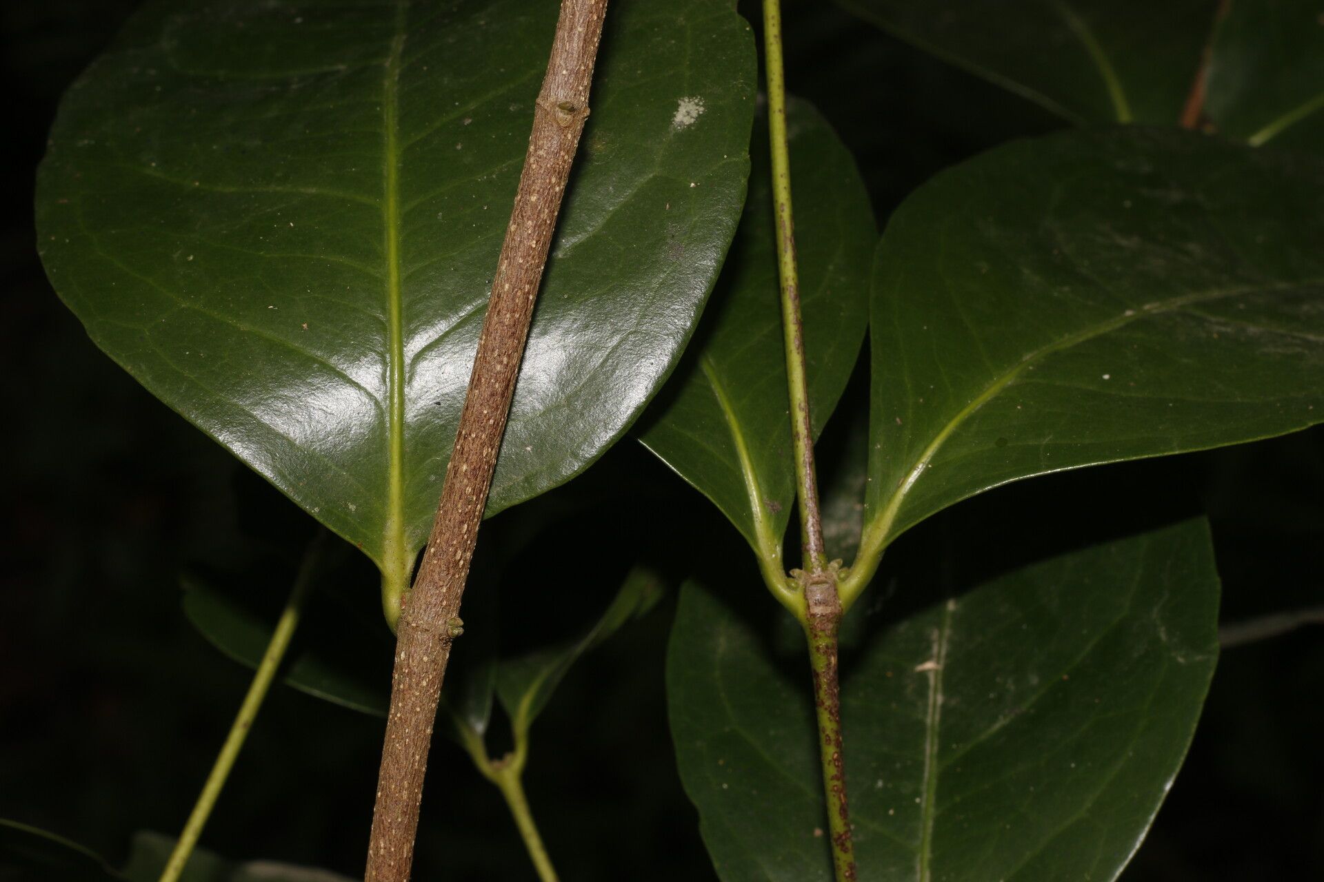 Cassipourea killipii fruit