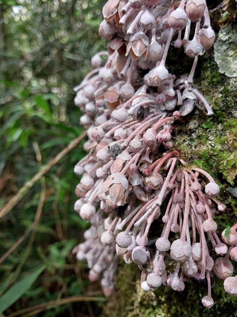 Diospyros gracilipes flower