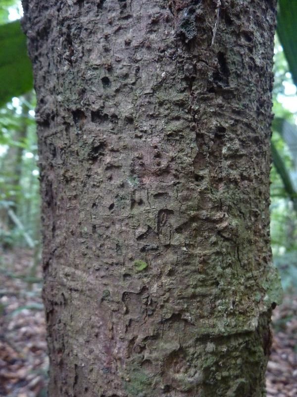 Protium plagiocarpium bark