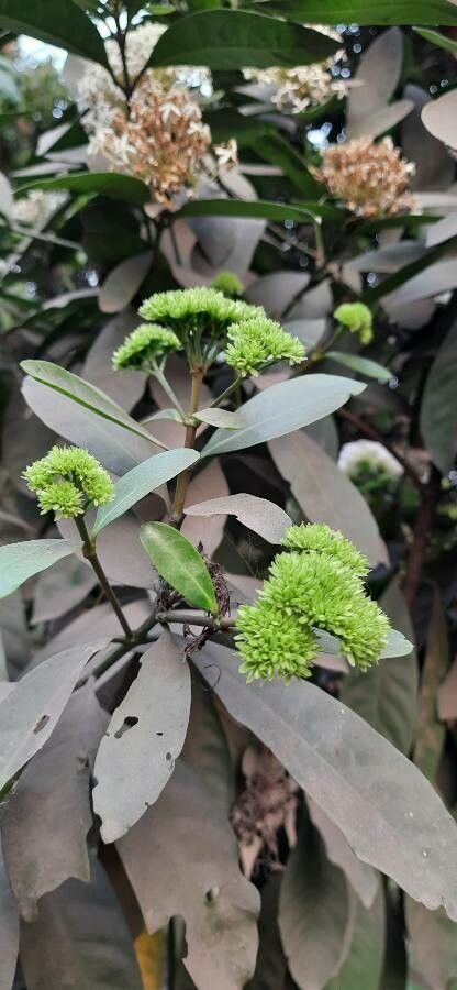 Ixora finlaysoniana flower