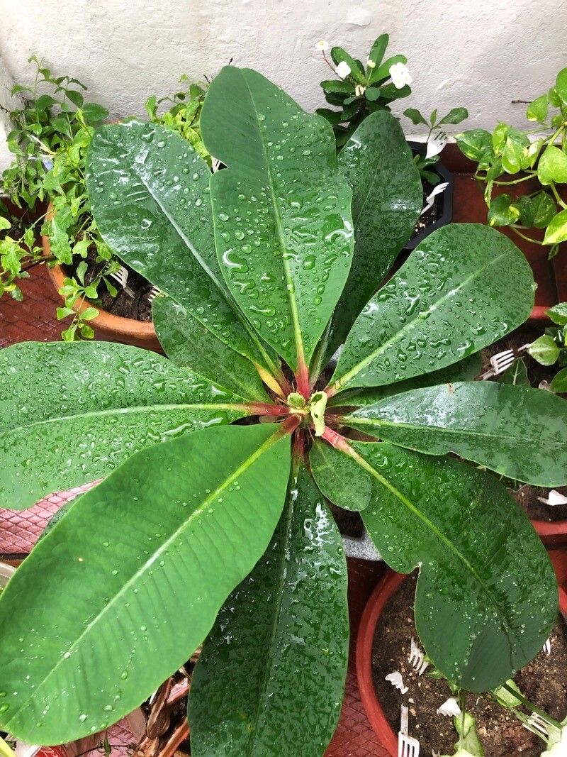 Euphorbia laurifolia leaf