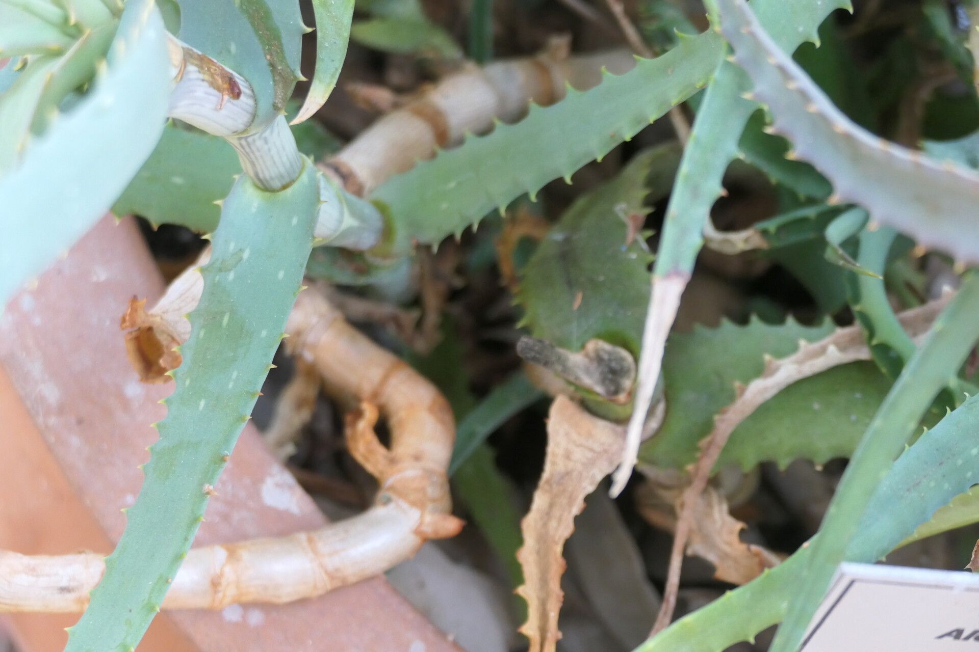 Aloe huntleyana bark