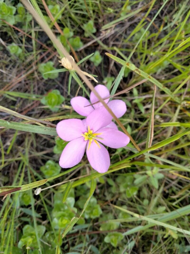 Sabatia angularis flower