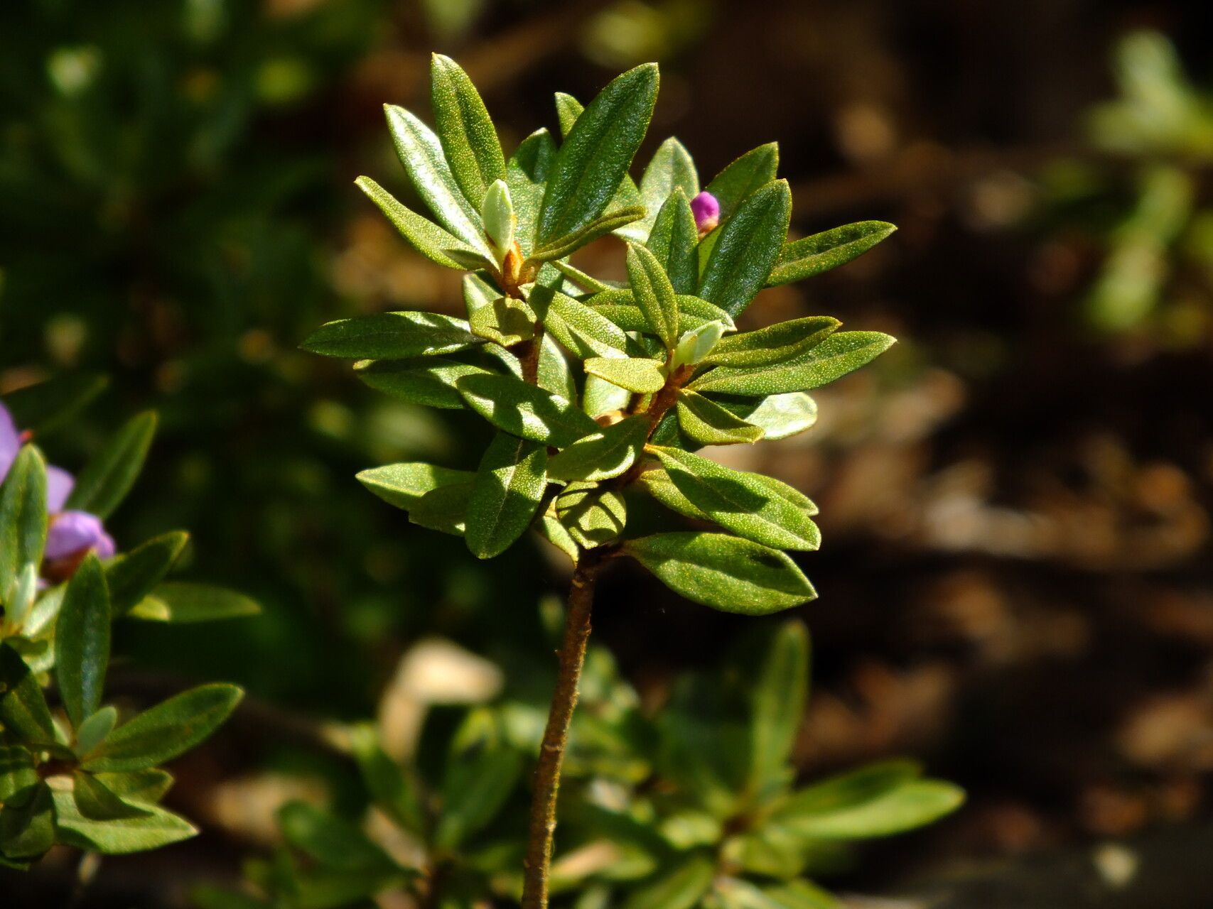 Rhododendron polycladum leaf