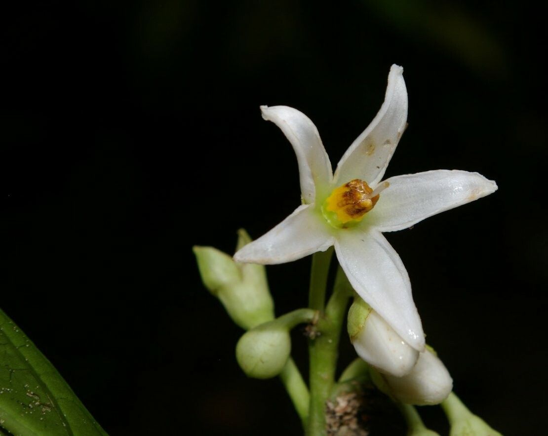 Solanum sessile — houseplant care guide