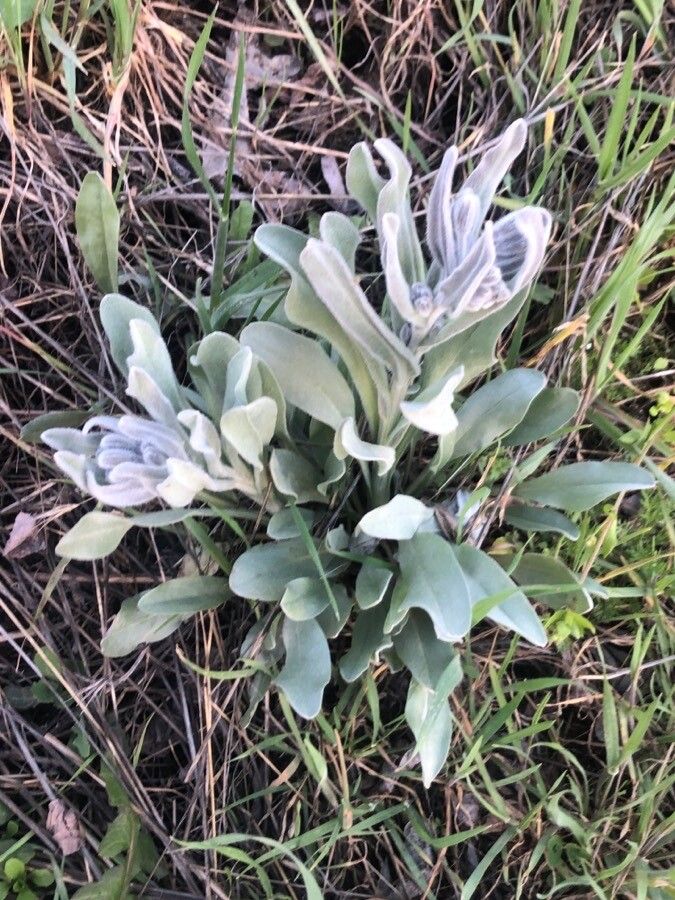 Cynoglossum cheirifolium — search result for 'Cynoglossum'