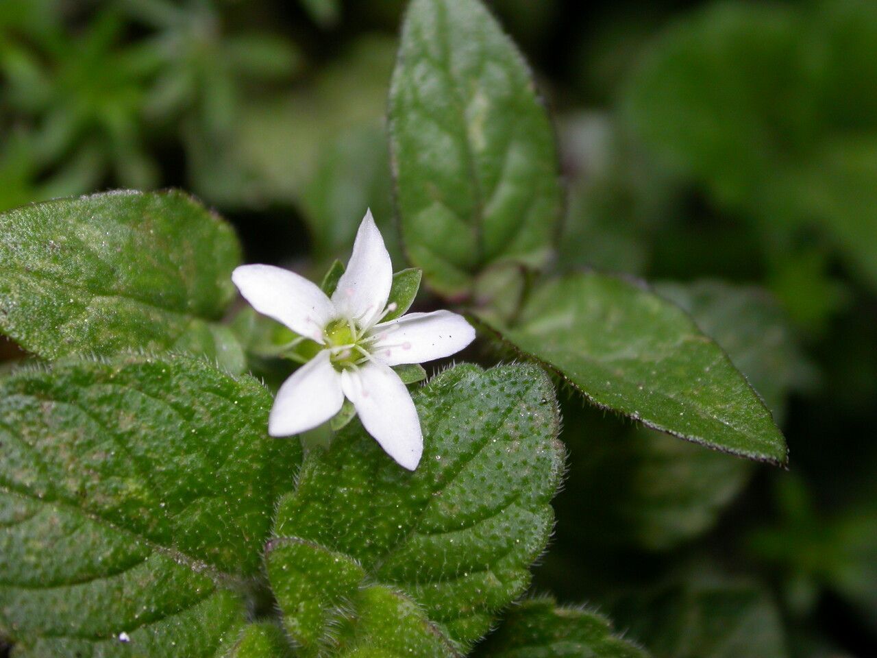 Arenaria orbiculata — houseplant care guide