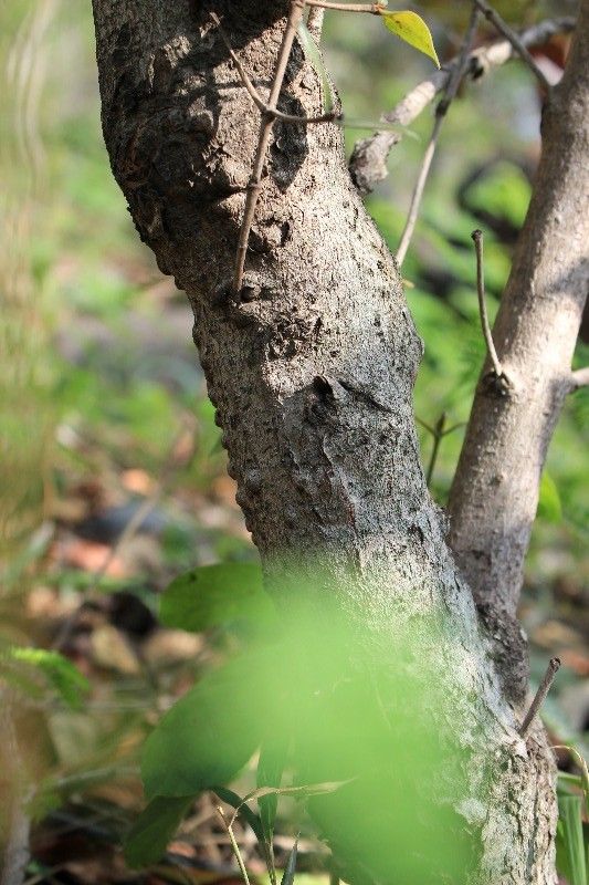 Pyrostria orbicularis bark