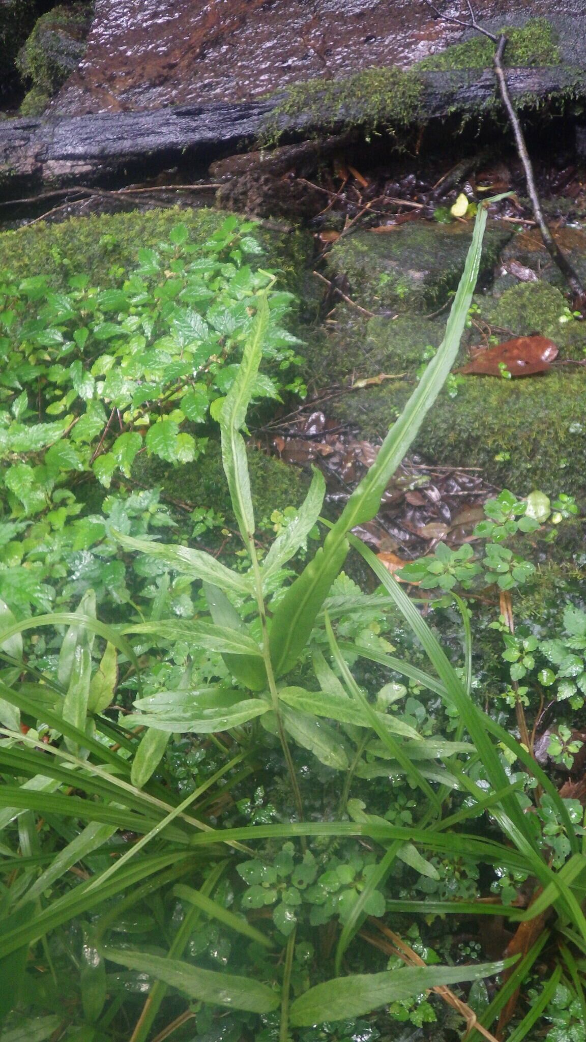 Asplenium poolii habit