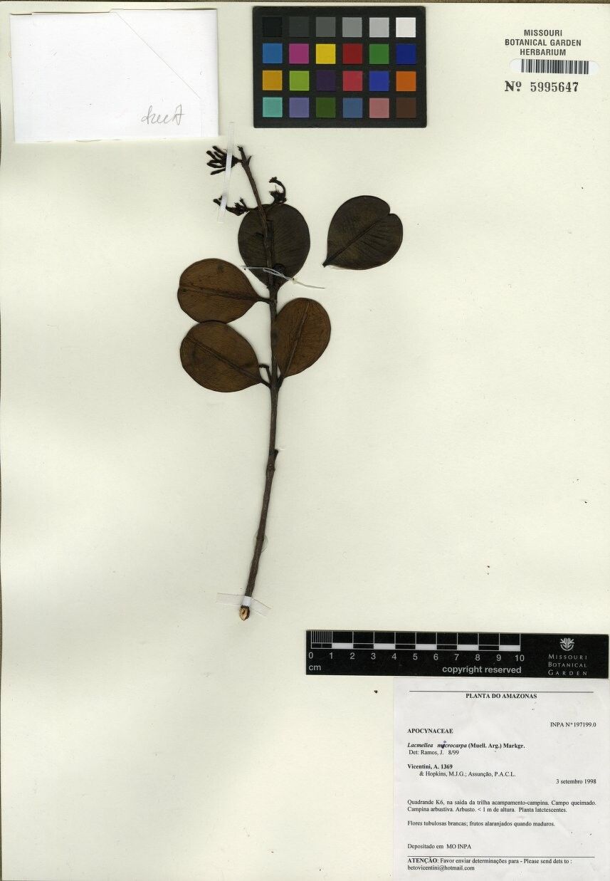 Lacmellea microcarpa — houseplant care guide