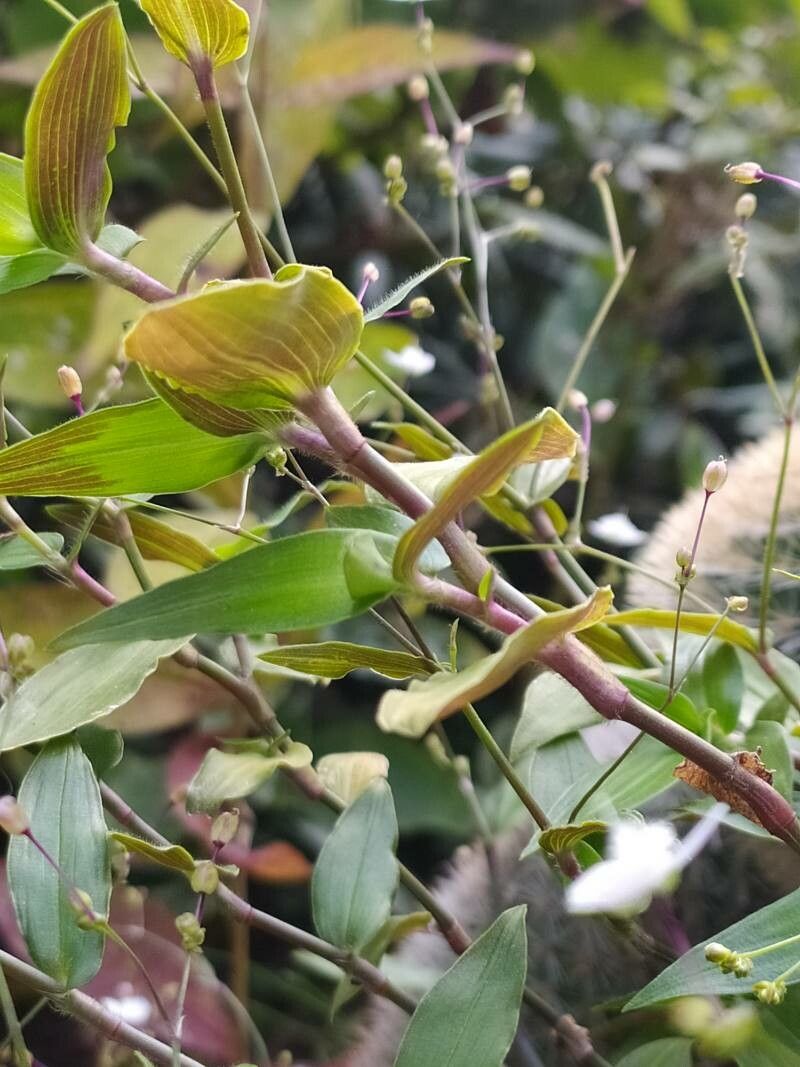 Gibasis geniculata bark