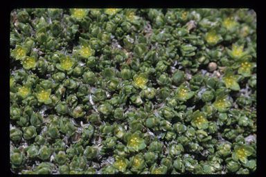 Paronychia pulvinata — houseplant care guide