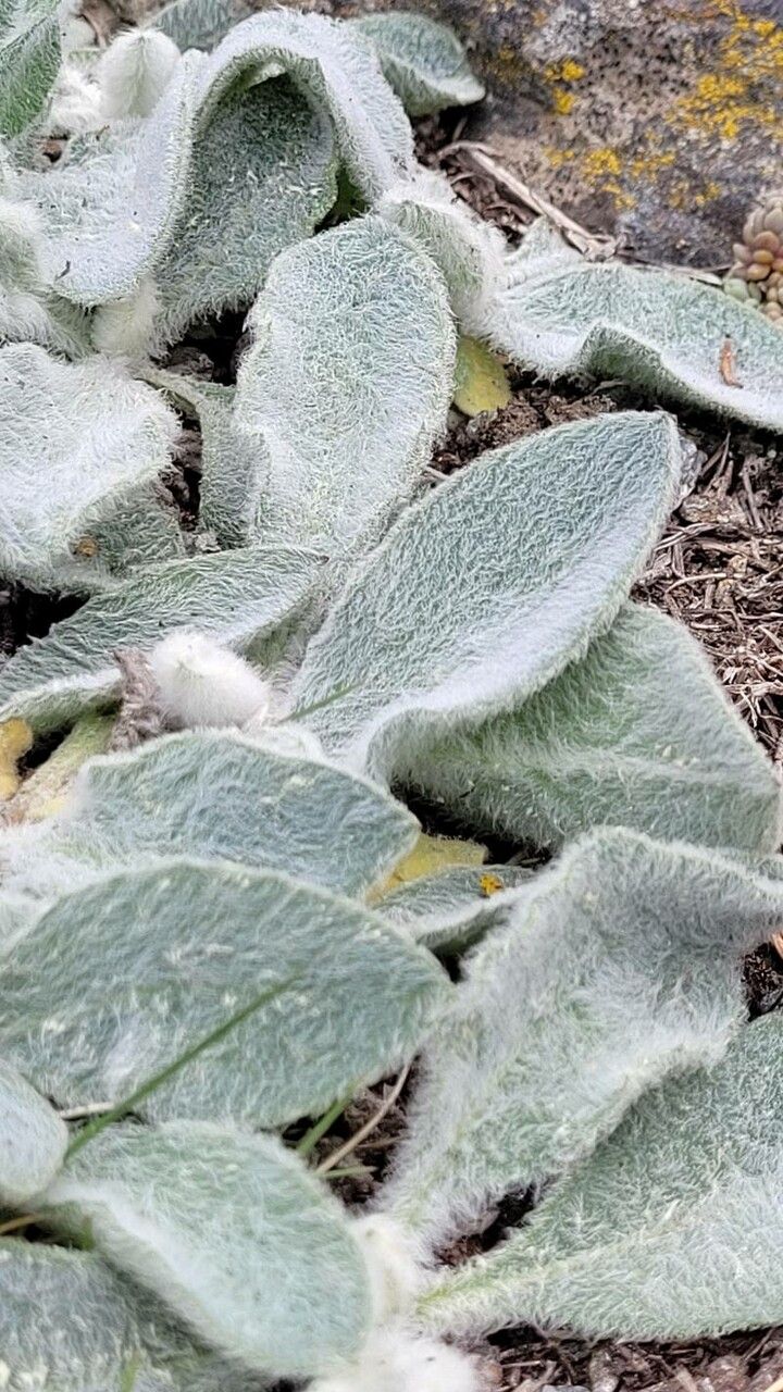 Hieracium mixtum leaf