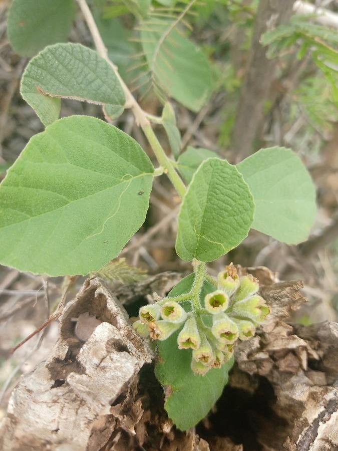 Cordia monoica flower