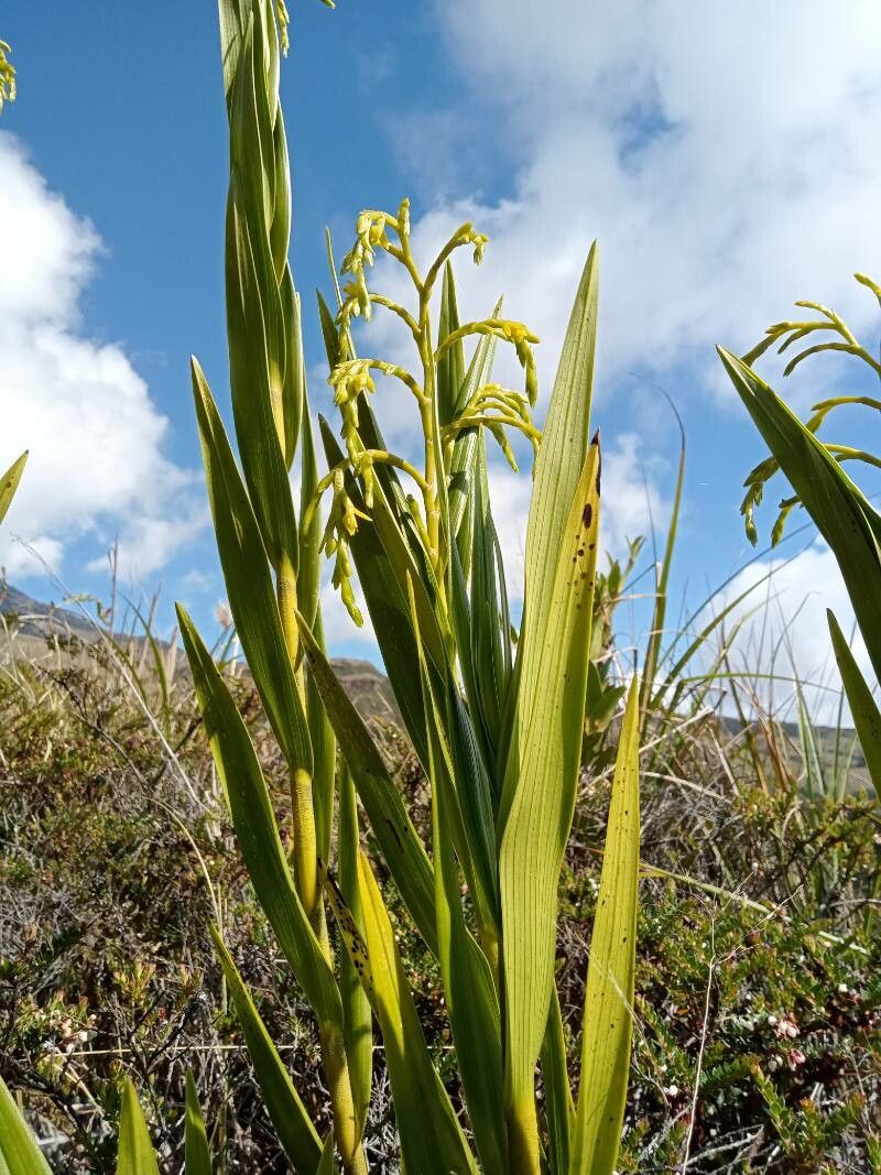 Epidendrum bogotense — search result for 'Epidendrum'
