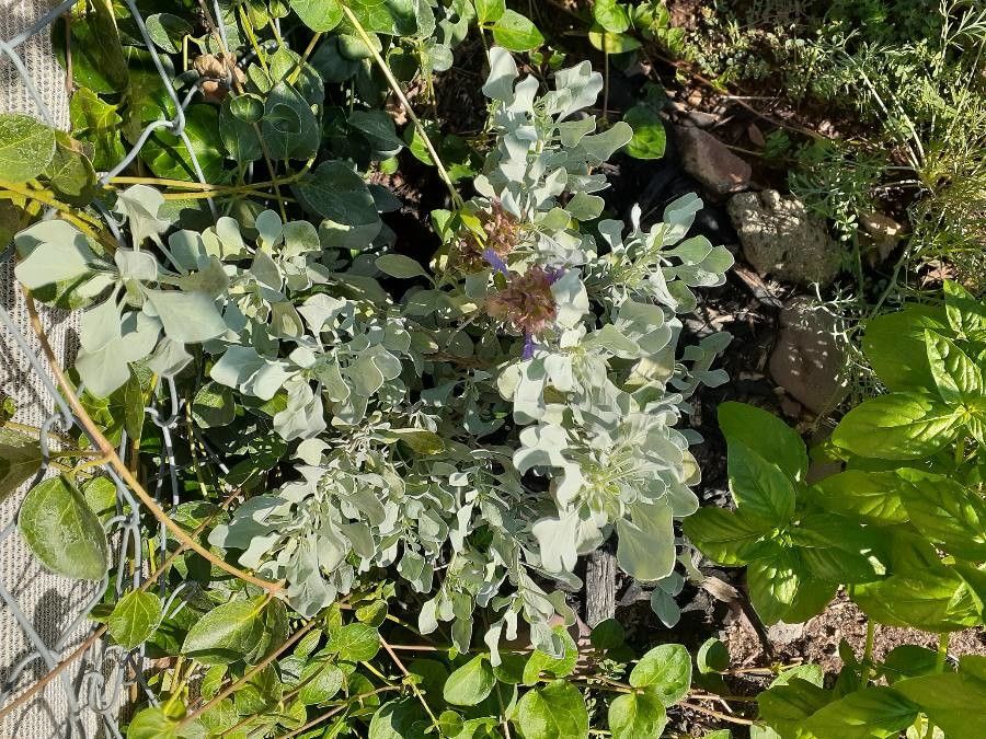 Salvia pachyphylla — houseplant care guide