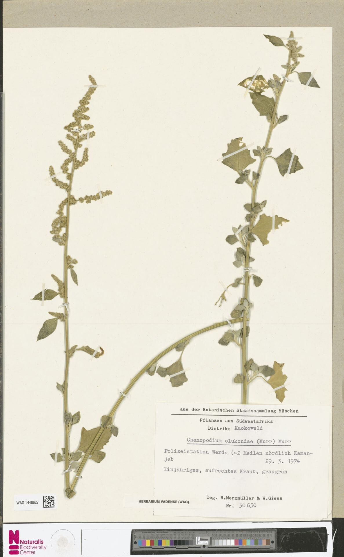Chenopodium olukondae — search result for 'Chenopodium'