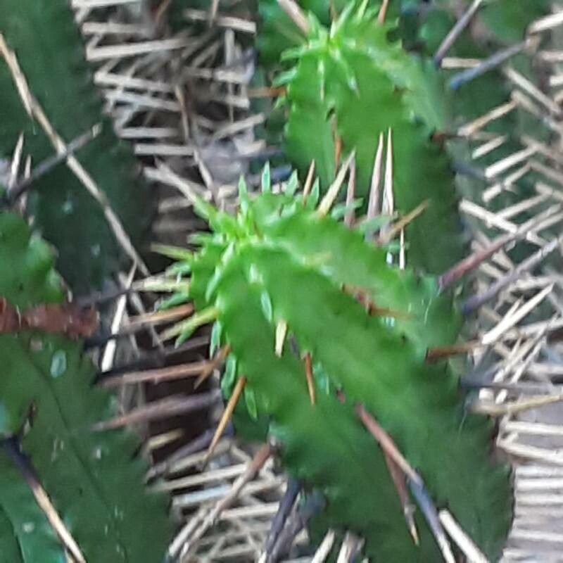 Euphorbia enopla flower