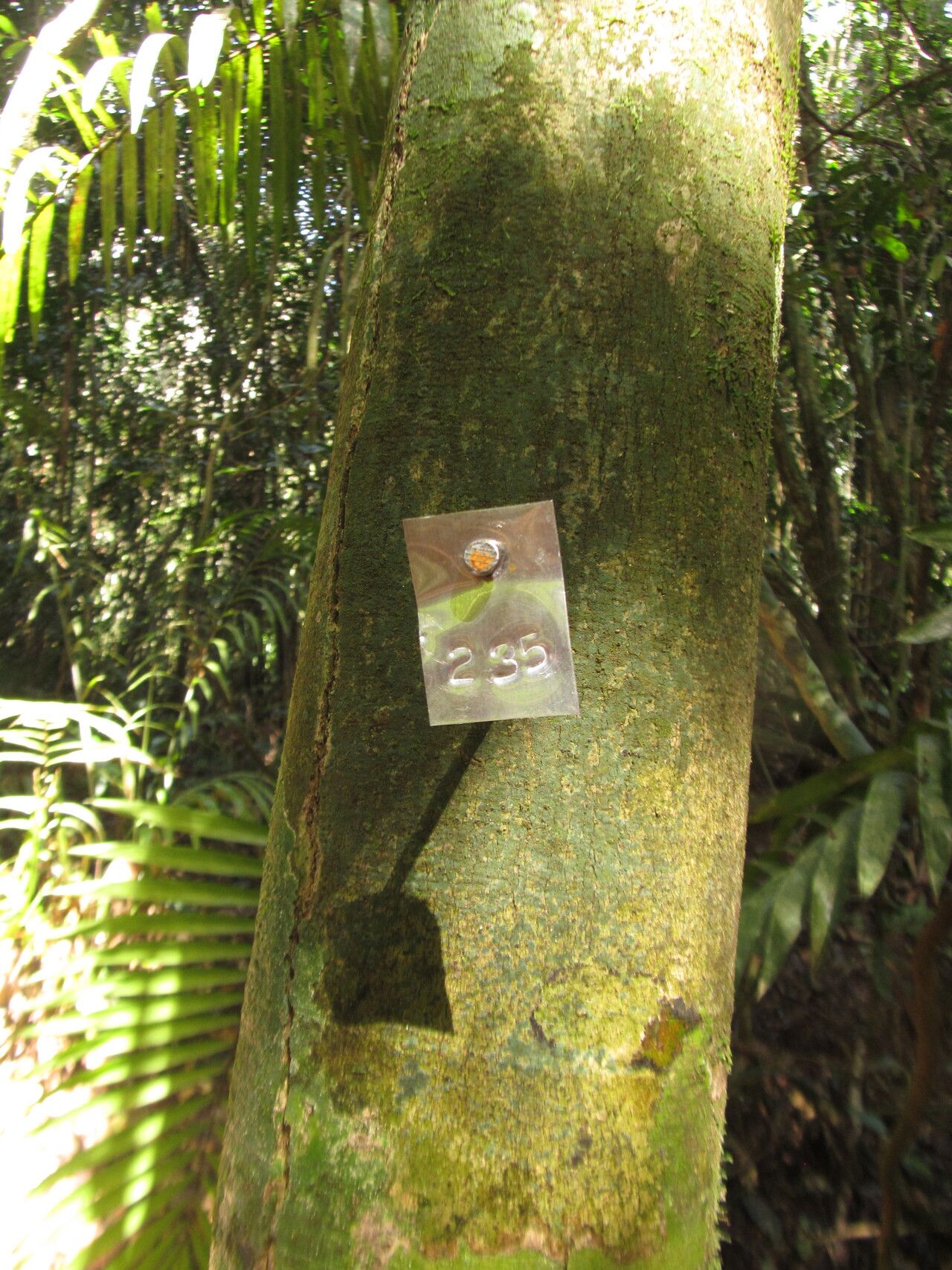 Drypetes arborescens — related species from the same genus