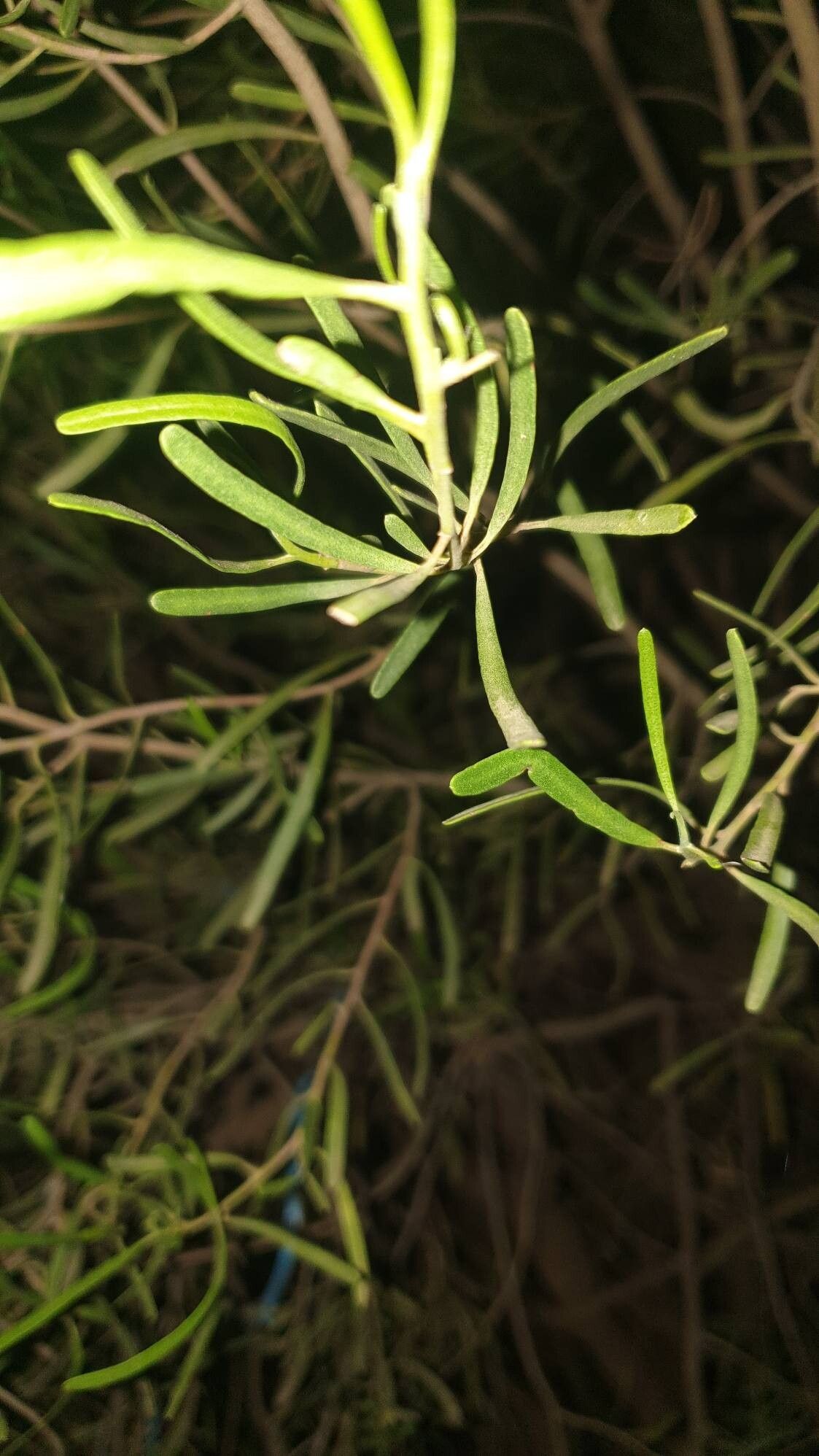 Geijera linearifolia — related species from the same genus
