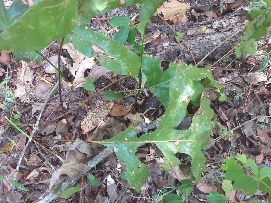 Microsorum scolopendria habit